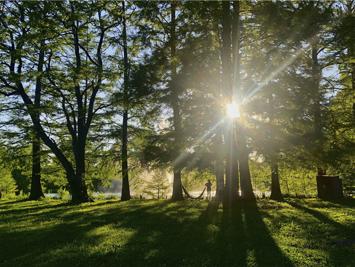 Forest Park web.jpg